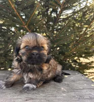Jaila, a female Shih Tzu for sale in Middlebury, IN – Photo 1 of 4