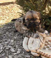 Jaila, a female Shih Tzu for sale in Middlebury, IN – Photo 3 of 4
