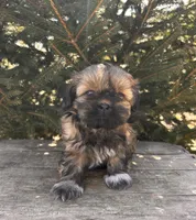 Jaila, a female Shih Tzu for sale in Middlebury, IN – Photo 2 of 4