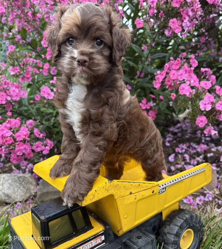 Duke – Cockapoo puppy for sale in Middlebury, IN
