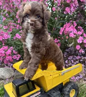 Duke, a male Cockapoo for sale in Middlebury, IN – 1 of 4