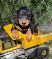 Harris, a male Miniature Dachshund for sale in Middlebury, IN – 1 of 5