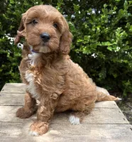 Allie, a female Miniature Goldendoodle for sale in Middlebury, IN – 4 of 4