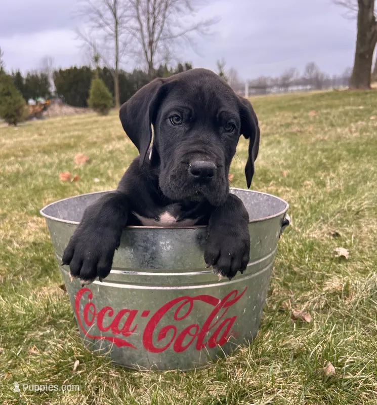 Remington – Great Dane puppy for sale in Middlebury, IN
