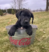Remington, a male Great Dane for sale in Middlebury, IN – Photo 1 of 4