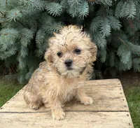 Albert, a male Morkie for sale in Middlebury, IN – 2 of 5