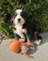 Bailey , a female Bernese Mountain Dog for sale in Middlebury, IN – 4 of 4