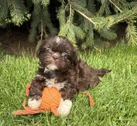 Tessa, a female Shih Tzu for sale in Middlebury, IN – Photo 4 of 4