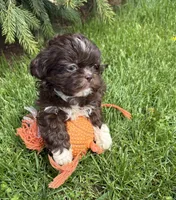 Tessa, a female Shih Tzu for sale in Middlebury, IN – Photo 2 of 4