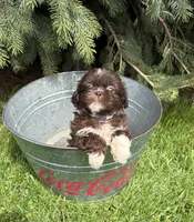 Tessa, a female Shih Tzu for sale in Middlebury, IN – Photo 1 of 4