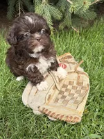Tessa, a female Shih Tzu for sale in Middlebury, IN – Photo 3 of 4