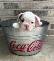 Dina, a female French Bulldog for sale in Middlebury, IN – 5 of 5