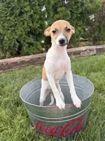 Stella, a female Jack Russell Terrier and Rat Terrier for sale in Middlebury, IN – 2 of 5