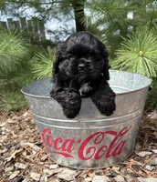 Dolly, a female Cocker Spaniel for sale in Middlebury, IN – Photo 2 of 5