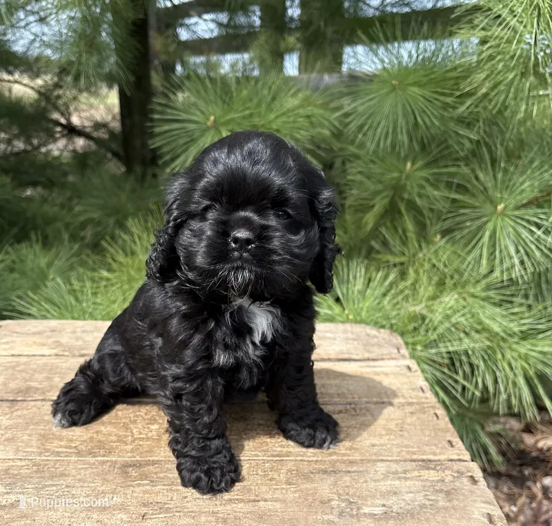 Dolly – Cocker Spaniel puppy for sale in Middlebury, IN
