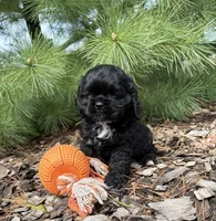 Dolly, a female Cocker Spaniel for sale in Middlebury, IN – Photo 5 of 5