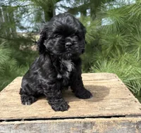 Dolly, a female Cocker Spaniel for sale in Middlebury, IN – Photo 3 of 5