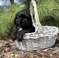 Dolly, a female Cocker Spaniel for sale in Middlebury, IN – Photo 4 of 5