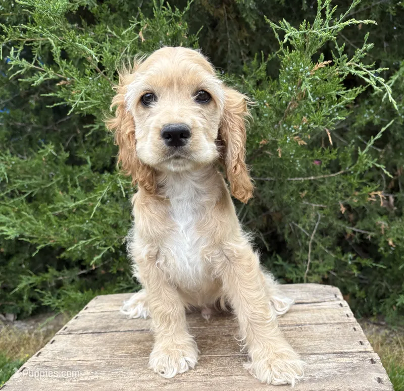 Jimmy  – Cocker Spaniel puppy for sale in Middlebury, IN