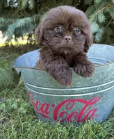 Luke, a male Shih Tzu for sale in Middlebury, IN – 4 of 4
