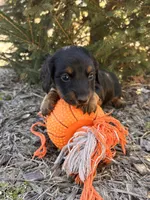 Darcy, a female Dachshund for sale in Middlebury, IN – Photo 4 of 5