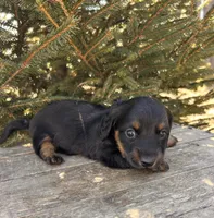 Darcy, a female Dachshund for sale in Middlebury, IN – Photo 5 of 5