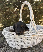 Darcy, a female Dachshund for sale in Middlebury, IN – Photo 3 of 5