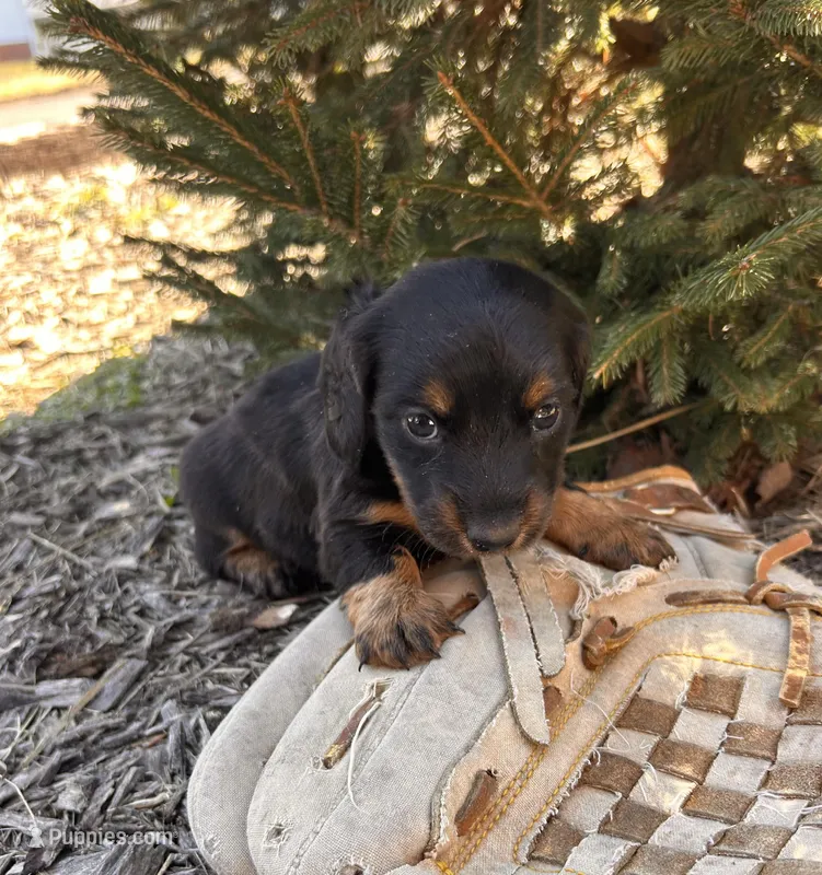 Darcy – Dachshund puppy for sale in Middlebury, IN