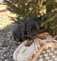 Darcy, a female Dachshund for sale in Middlebury, IN – Photo 1 of 5
