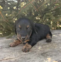 Darcy, a female Dachshund for sale in Middlebury, IN – Photo 2 of 5