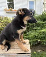 Dakota , a female German Shepherd Dog for sale in Middlebury, IN – 5 of 5