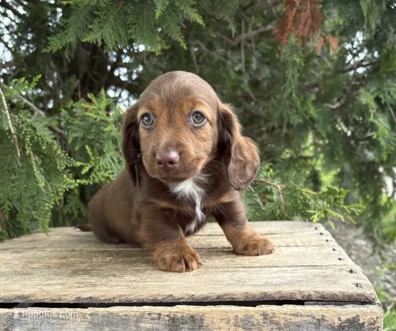 Heath – Dachshund puppy for sale in Middlebury, IN