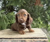 Heath, a male Dachshund for sale in Middlebury, IN – 1 of 5
