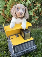 Calihan, a male Miniature Dachshund for sale in Middlebury, IN – 2 of 5