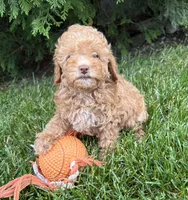 Phoenix , a male Poodle - Miniature  for sale in Middlebury, IN – 4 of 4