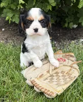Charlie, a male Cavalier King Charles Spaniel for sale in Middlebury, IN – 1 of 4