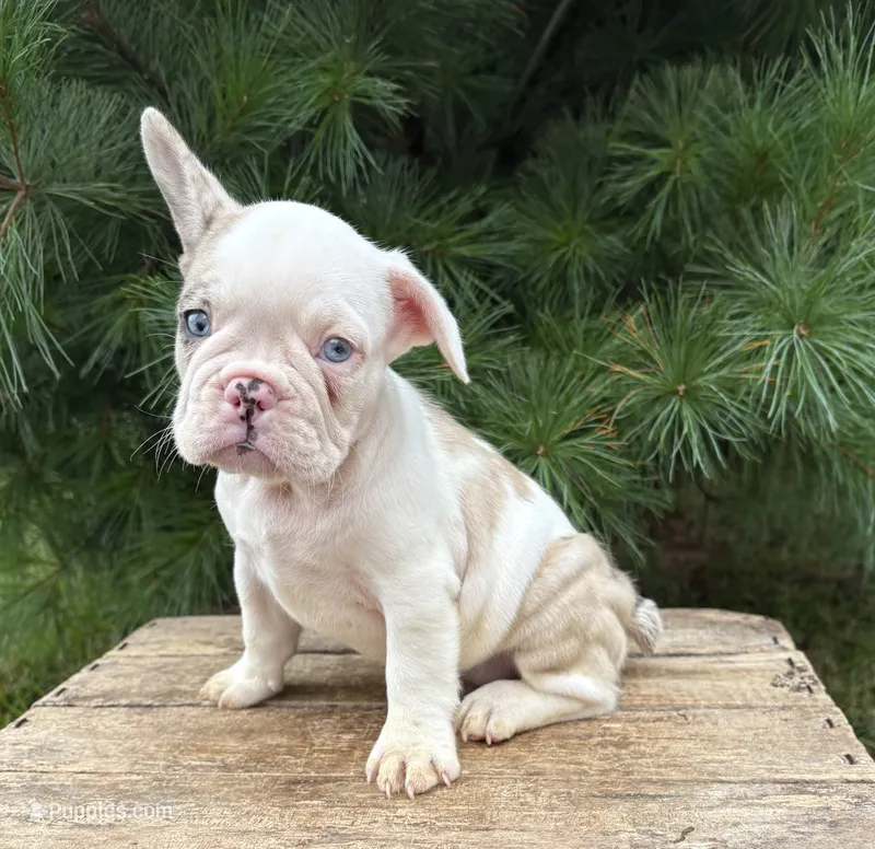 Dina – French Bulldog puppy for sale in Middlebury, IN