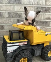Duncan, a male French Bulldog for sale in Middlebury, IN – 4 of 4