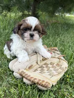 Tyler , a male Shih Tzu for sale in Middlebury, IN – 4 of 5
