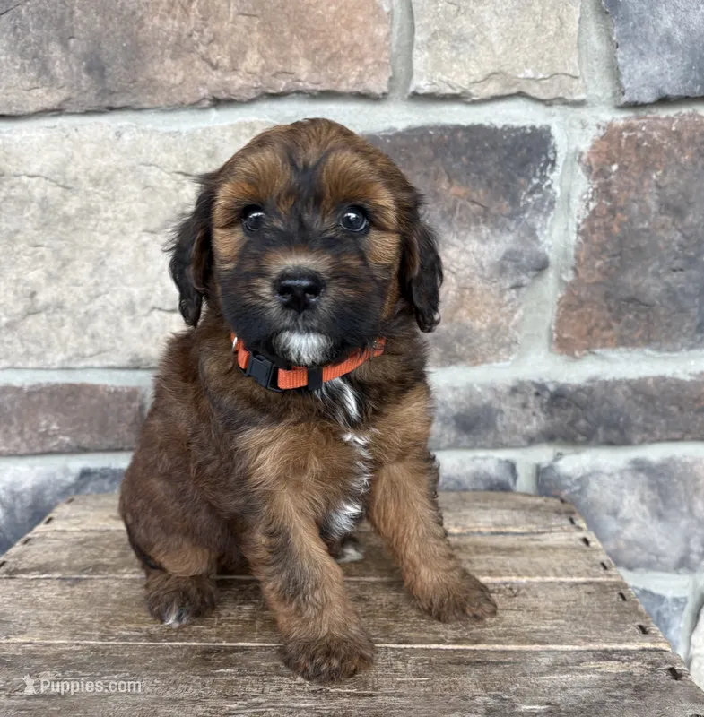 Mae – Whoodle puppy for sale in Middlebury, IN