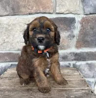 Mae, a female Whoodle for sale in Middlebury, IN – 1 of 4