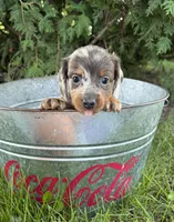 Cici, a female Dachshund for sale in Middlebury, IN – 6 of 6