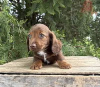 Heath, a male Dachshund for sale in Middlebury, IN – 3 of 5
