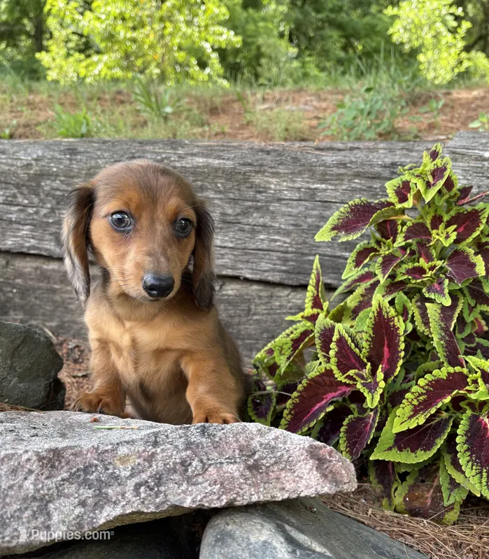 Romeo – Dachshund puppy for sale in Middlebury, IN