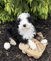 Baxter, a male Bernedoodle for sale in Middlebury, IN – Photo 3 of 4