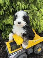 Baxter, a male Bernedoodle for sale in Middlebury, IN – Photo 2 of 4