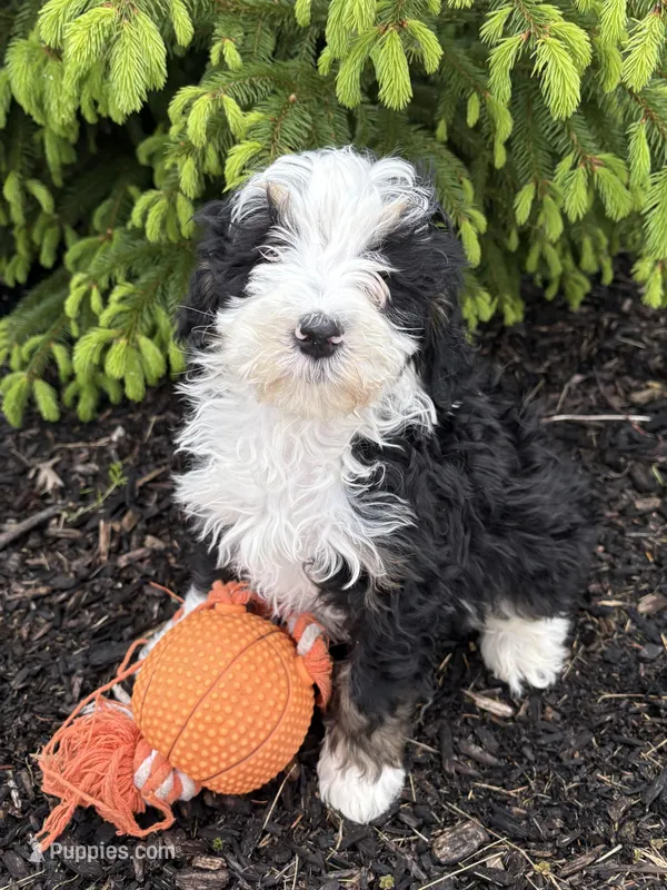 Baxter, a male Bernedoodle for sale in Middlebury, IN – Photo 1 of 4
