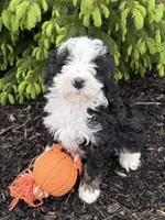 Baxter, a male Bernedoodle for sale in Middlebury, IN – Photo 1 of 4