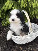 Baxter, a male Bernedoodle for sale in Middlebury, IN – Photo 4 of 4