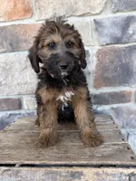 Mya, a female Whoodle for sale in Middlebury, IN – 4 of 4